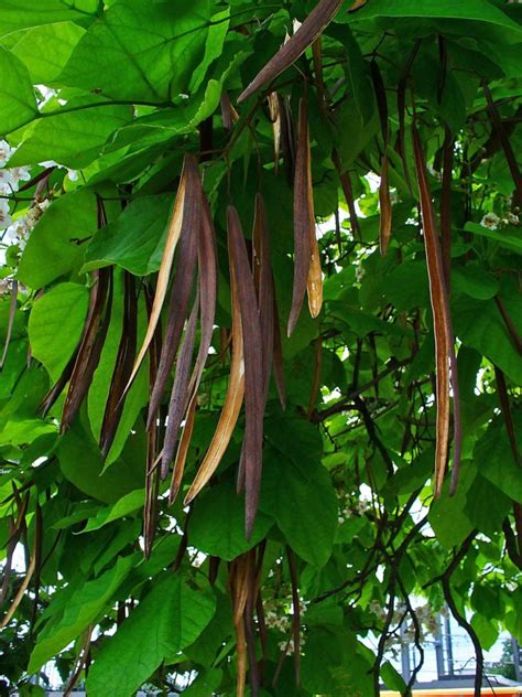 Northern Catalpa Tree Seeds (Certified Organic) | Garden Hoard ...