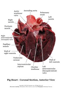 Pig Heart Dissection Photos - SLCC Anatomy