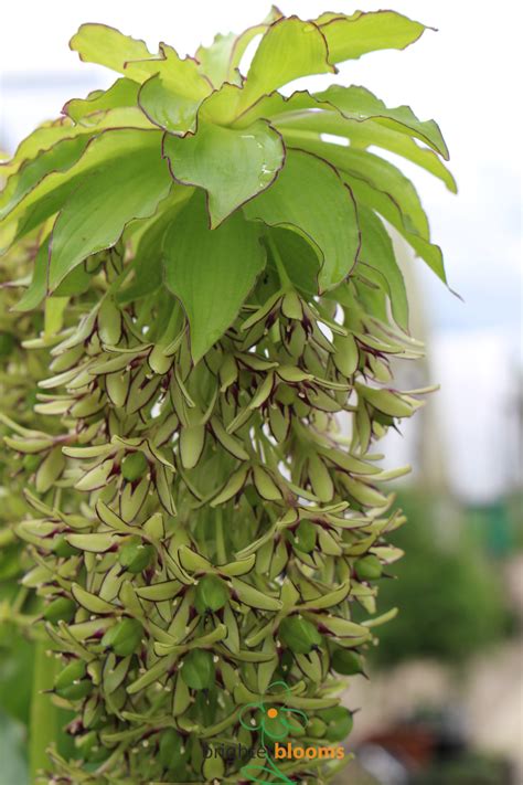 Eucomis bicolor – Brighter Blooms