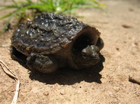 Baby Common Snapping Turtle by LuckisGONE on DeviantArt