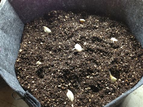 The Grow Room: Growing Garlic Indoors (and Out) in Containers