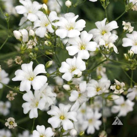 Babys Breath Plant