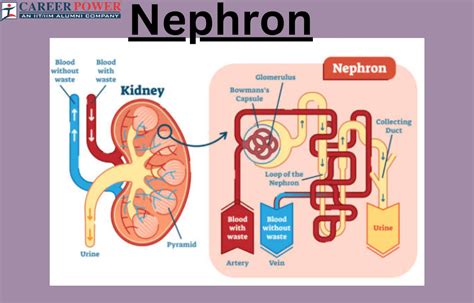 Nephron: Definition, Structure, Types, and Functions