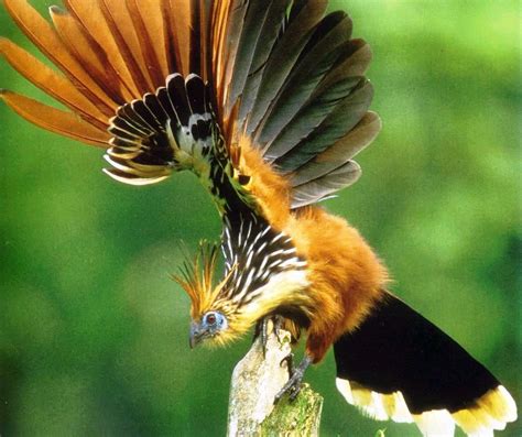 Hoatzin