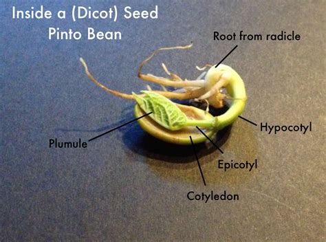 Pinto Bean Life Cycle