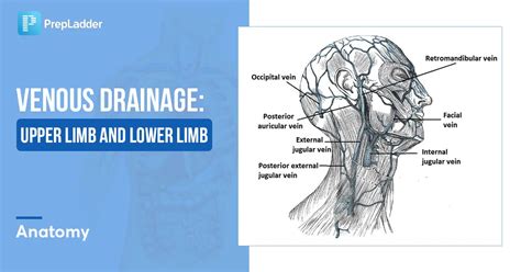 Venous Drainage of Upper Limb and Lower Limb