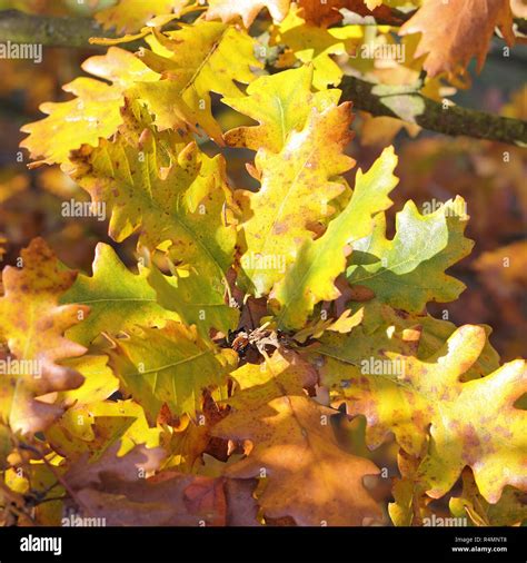 Leaves of oak tree in autumn Stock Photo - Alamy