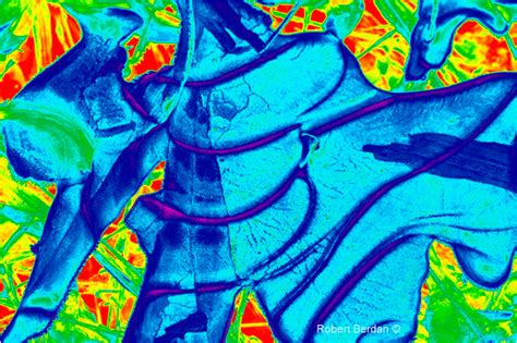 False Colour Imaging in Photography - The Canadian Nature Photorapher