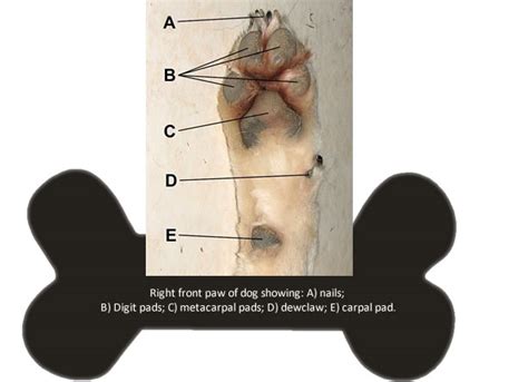 Animal-Practice-Canine-Paw-Injuries