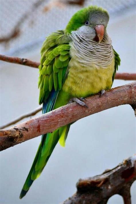 Monk Parakeet | Pet birds, Funny birds, Cute animals