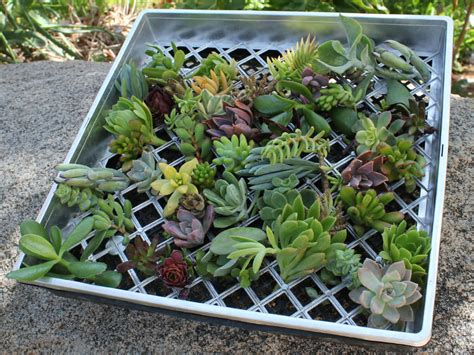 Secrets to Success When Propagating Succulent Plants - World of Succulents