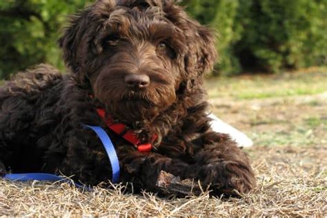 10 List of Hypoallergenic Dog Breeds - Tail and Fur