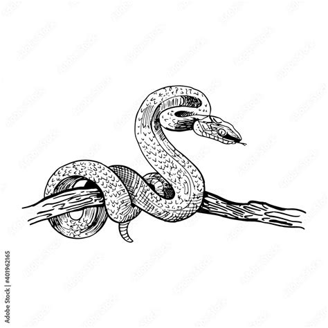 Snake on a tree branch. Hand-drawn snake in sketch style. Vector ...