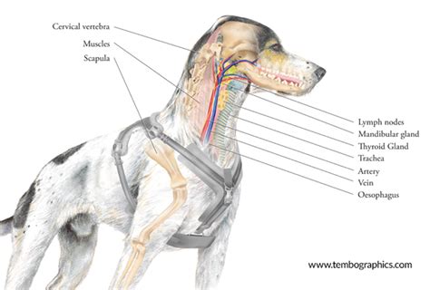 PerfectFit Harness Overview