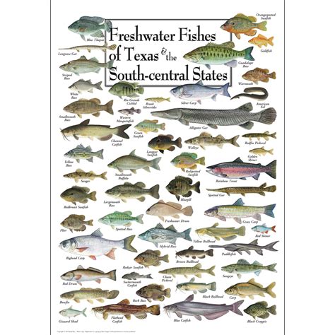 Freshwater Fishes of Texas & South-central States - Poster - Earth Sky ...