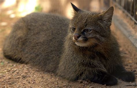 10 Rare and Beautiful Species of Wild Cat - We Love Cats and Kittens