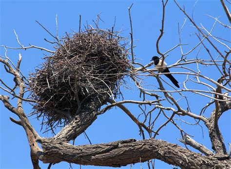 Elster-Nest stockbild. Bild von wildnis, zweige, frühling - 30368051