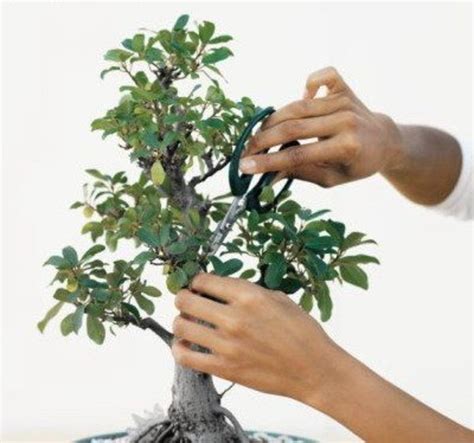 How To Care For A Bonsai Tree Outdoors - The Best Soil Mix For A Bonsai ...