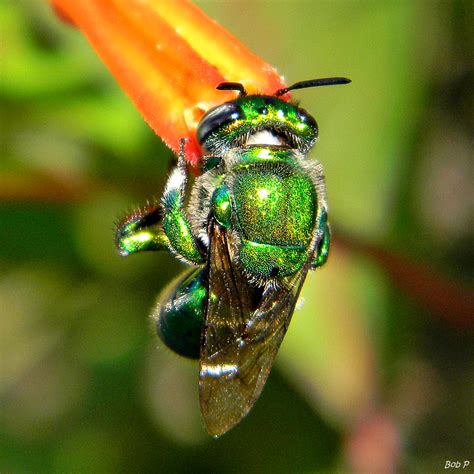 File:Green Orchid Bee (now classified as Euglossa dilemma) (6266146378).jpg - Wikipedia