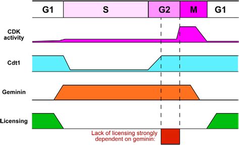 Illustration of licensing control by Cdt1 and geminin. Activity levels... | Download Scientific ...