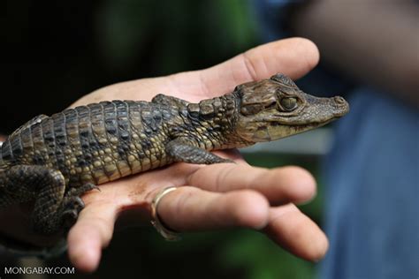 Baby caiman [costa-rica_0203]