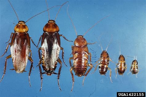 Taking on the Florida Palmetto Bug - Cockroach Facts