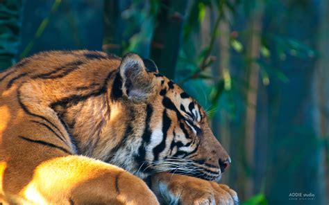 Sleeping Tiger HD Wallpaper 19526 - Baltana