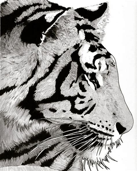 22 Tiger Drawing Ideas For Kids Inspire - Craftsy