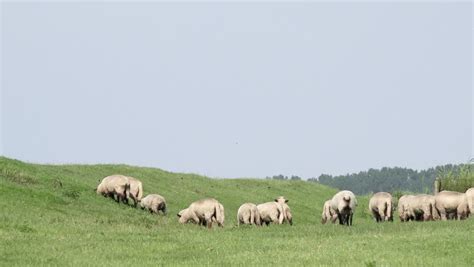 Sheep Running On Farm. Stock Footage Video 4159606 - Shutterstock