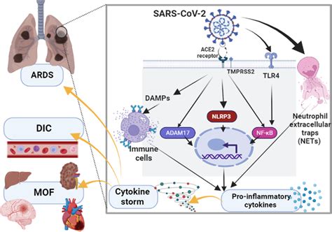 Cytokine storm in Covid‐19: Binding of SARS‐CoV‐2 to the... | Download Scientific Diagram