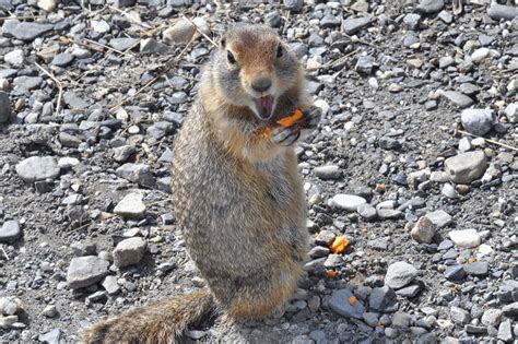 Squirrel eating fruit : r/gif