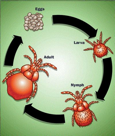 Chiggers-on-dogs-life-cycle - Felton Veterinary Hospital | Felton Veterinary Hospital