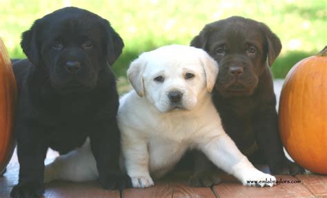 Labrador Retriever Puppies All Colors - BubaKids.com