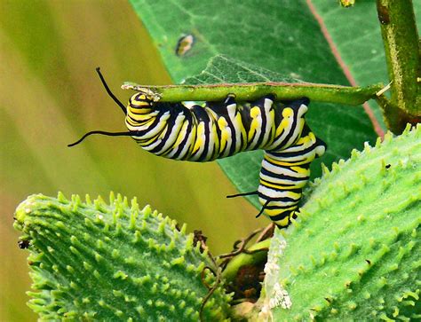 ORDER YOUR MILKWEED SEEDS TODAY! Kim Smith Films, 54% OFF