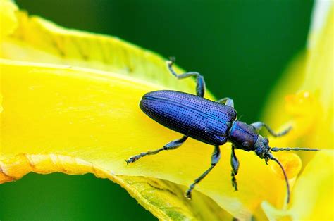 colourful beetles - Google Search | Beetle, Color, Insects