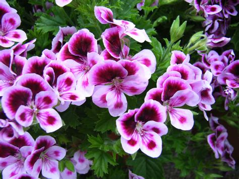 How to Grow and Care for Pelargonium | World of Flowering Plants