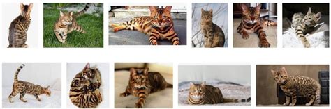 10 Famous Striped Tiger Cat Breeds in the World (Tiger Striped Cat) - Pet Care Stores