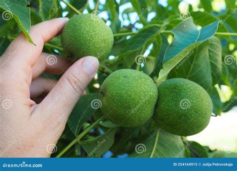 Unripe Walnuts on a Branch. a Woman S Hand is Touching or Picking Nuts Stock Image - Image of ...