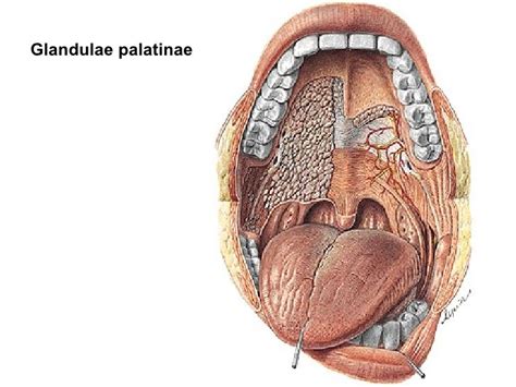 1st week -_digestive_system_i