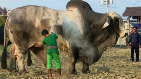 THE BIGGEST BULL In The World - YouTube