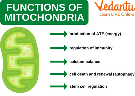 Mitochondria - Structure, Functions and Facts
