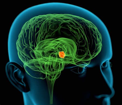 Hypothalamus Regions and Function in the Body