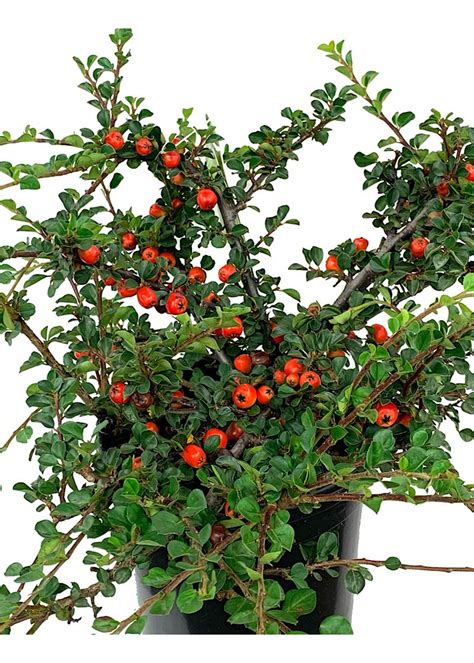 Cotoneaster apiculatus 'Cranberry' 1 Gallon - The Garden Corner