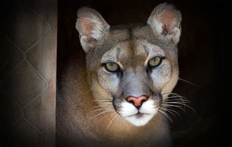 🔥 [40+] Cougar Wallpapers for Desktop | WallpaperSafari