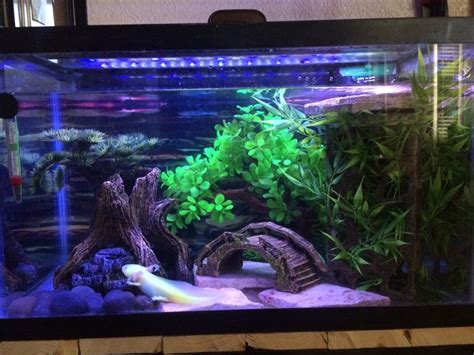 Axolotl tank | Axolotl tank, Fish tank decorations, Fish tank