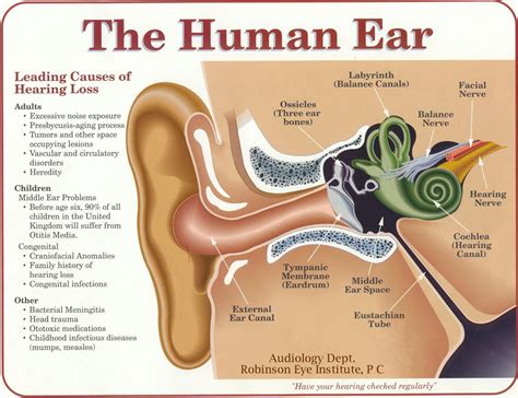 Human Ear | Human ear diagram, Human ear, Ear diagram