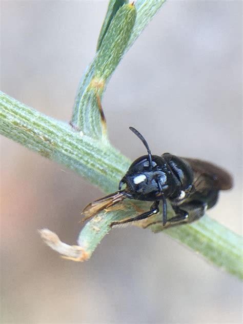 What's this? Aragonese Pyrenees, Northern Spain. Thanks! : r/whatsthisbug