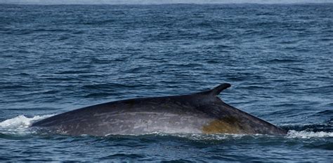 WATCH: Fishermen find whale vomit worth US$1.5 million from carcass