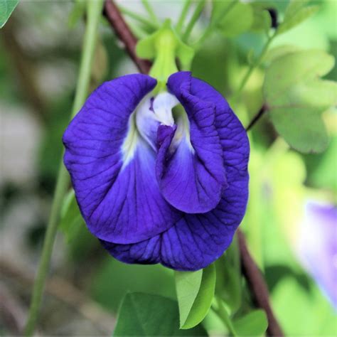 SEED PACK = == 10 SEEDS= Blue Butterfly Pea Flower -10 Tropical Flower ...