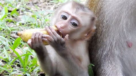 Pin by Tube BBC on Monkey eating food | New baby products, Baby monkey, Cute